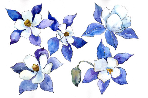 Blue Aquilegia Flower Watercolor Set Review