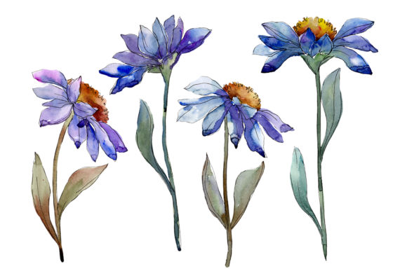 Bouquet Blue Asters & Daisies Illustrations