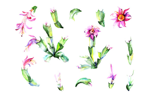 Cacti Flower Green and Pink Watercolor Illustrations