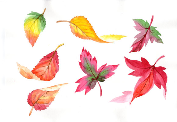 Colorful Autumn Leaves Illustrations Review