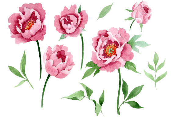 Dark Red Peony Flower Watercolor PNG Illustrations