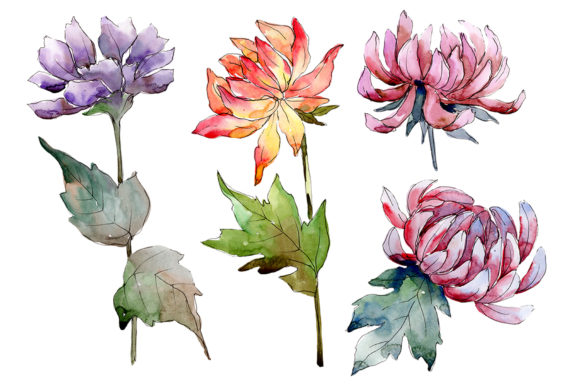 Delicate Flower Daisy Watercolor PNG Illustrations
