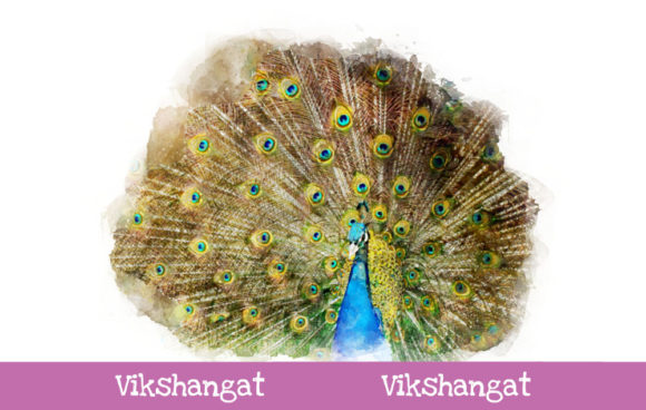 Peacock Watercolor Art & Illustrations