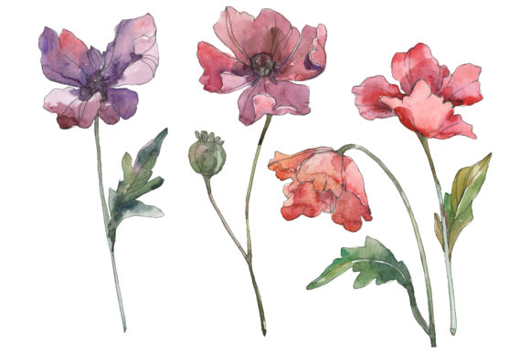Poppy Watercolor PNG: A Designer's Review
