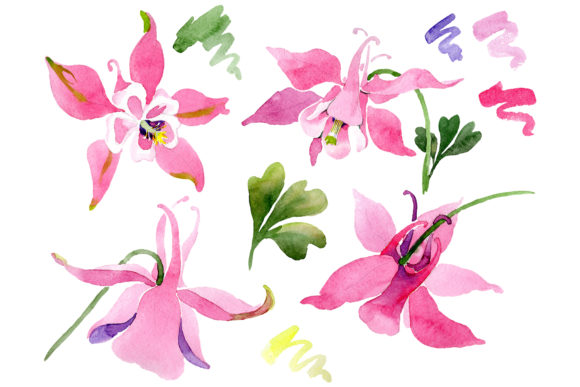 Red Aquilegia Watercolor Illustrations Review