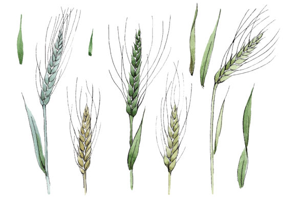Spike of Wheat Watercolor Illustrations Review