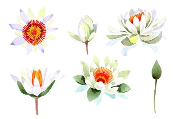 White Lotus Flower Watercolor & Illustrations